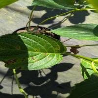leaf spot new project thumbnail