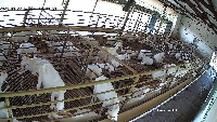 SHEEP project thumbnail