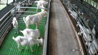sheep project thumbnail