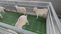 sheep222 project thumbnail