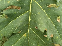 Papaya Leaf Disease project thumbnail