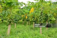 papaya leaf and fruit project thumbnail