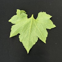 ash_gourd1 project thumbnail