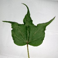 Herbicide Growth Damage project thumbnail
