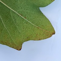 Bacterial Blight project thumbnail