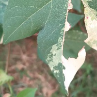 Leaf Variegation project thumbnail