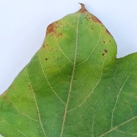 Leaf Hopper Jassids project thumbnail