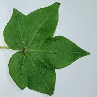 Healthy Leaf project thumbnail