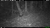 species detection project thumbnail