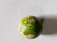 Calamansi Disease Detection  project thumbnail