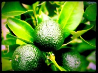pt2.calamansi project thumbnail