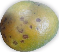 Calamansi Disease Detector project thumbnail