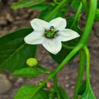 capsicum-flowers project thumbnail