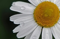 Flowers project thumbnail