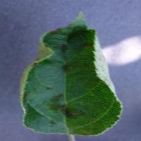 plant_Detection_v1 project thumbnail