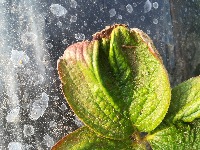 plant_Detection_v22 project thumbnail