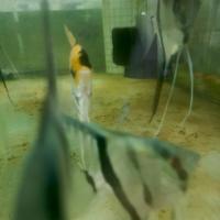 Manfish project thumbnail