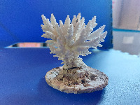 LINI Coral Forms 1.0 project thumbnail