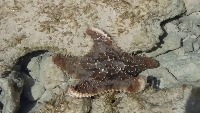 startfish project thumbnail