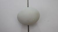 egg-detection project thumbnail