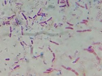 bacterial project thumbnail