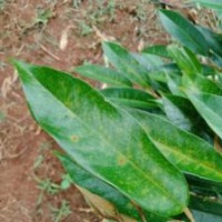 i30 - classification- leaf project thumbnail