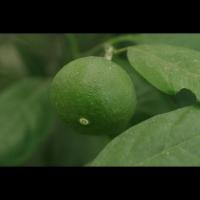 lemon  project thumbnail