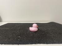 Finalized Duck Detection  project thumbnail