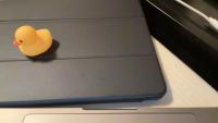 coloured ducks project thumbnail