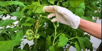 tomato project project thumbnail