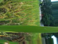 rice blast detection project thumbnail