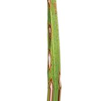 Rice Disease classification project thumbnail