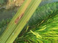 rice blast detection project thumbnail