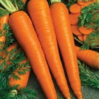 Fruits and Vegetables project thumbnail