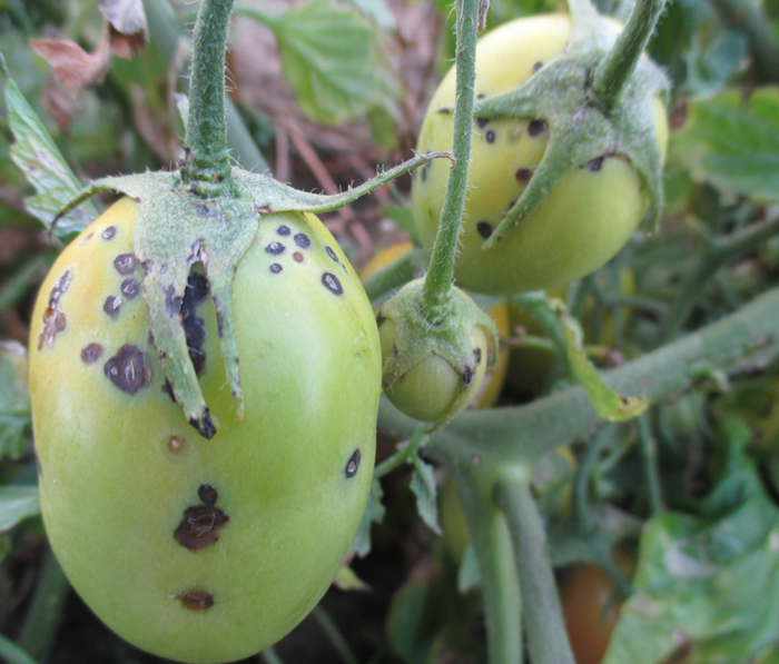 Tomato Object Detection Dataset by GitHub