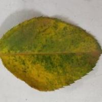 Diseased Leaf project thumbnail
