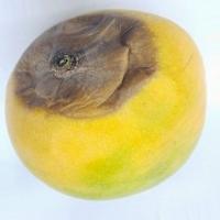 mango project thumbnail