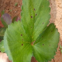 strawberry_ leaf_deseases project thumbnail
