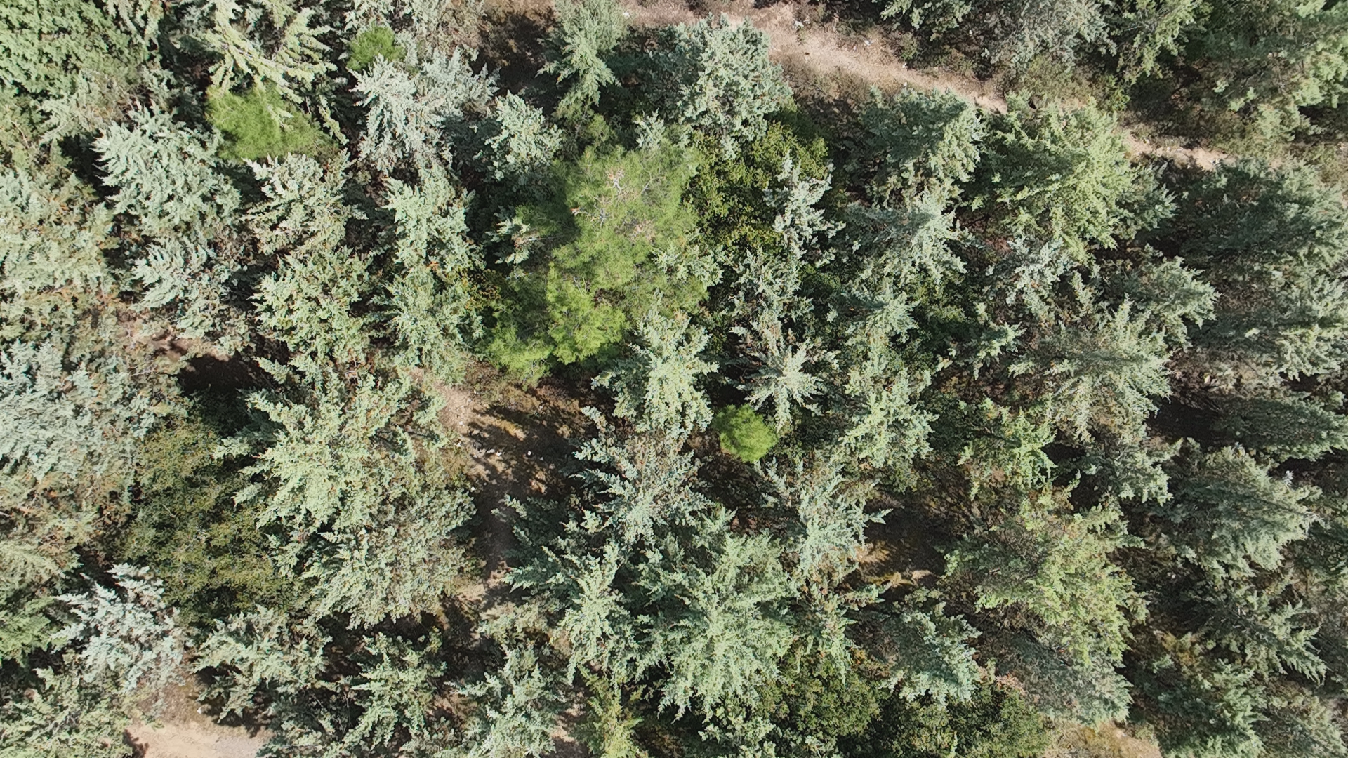 tree_crowns_species Object Detection Model by limniatreespecies