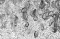0.5_240_4_1 project thumbnail