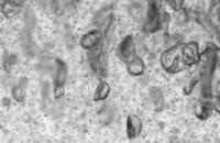 0.5_240_4_1 project thumbnail