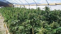 cannabis plants project thumbnail