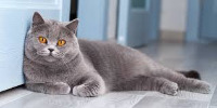 Cat-Detection-2.0 project thumbnail