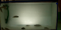 fish model project thumbnail
