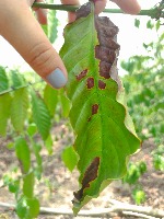 Penyakit Bercak Daun Kopi project thumbnail