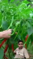Agriculture plant detection  project thumbnail