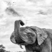 Elephant detector project thumbnail