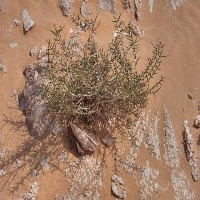 plants identification  project thumbnail
