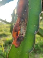 Dragon Fruit project thumbnail