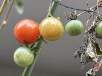 Find tomatoes project thumbnail